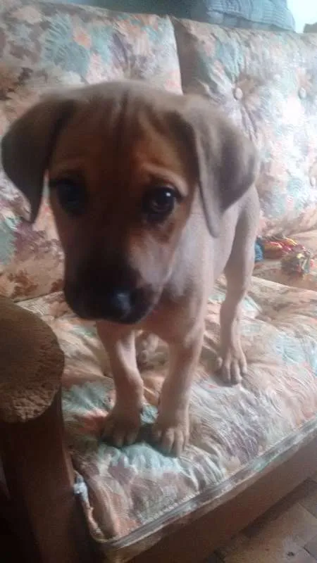 Cachorro ra a SRD idade Abaixo de 2 meses nome Paçoca