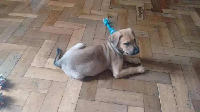 Cachorro ra a SRD idade Abaixo de 2 meses nome Paçoca