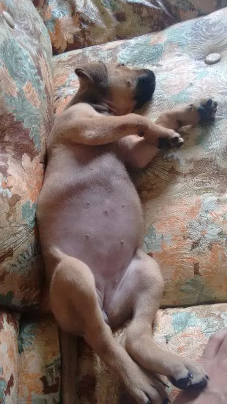 Cachorro ra a SRD idade Abaixo de 2 meses nome Paçoca
