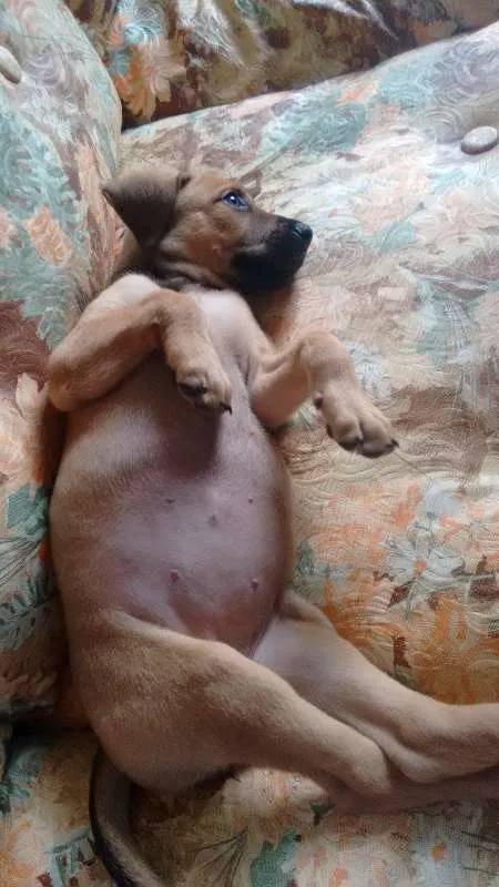 Cachorro ra a SRD idade Abaixo de 2 meses nome Paçoca