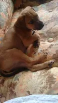 Paçoca
