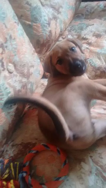 Cachorro ra a SRD idade Abaixo de 2 meses nome Paçoca