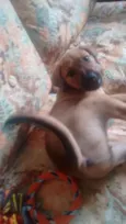 Paçoca