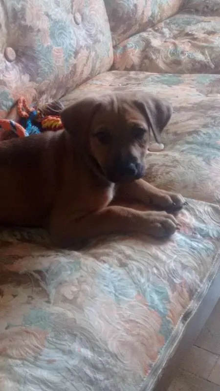 Cachorro ra a SRD idade Abaixo de 2 meses nome Paçoca