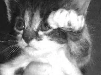Gato raça  idade Abaixo de 2 meses nome (Nome em aberto)