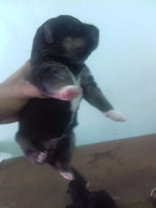 Cachorro ra a Mix idade Abaixo de 2 meses nome Filhotes