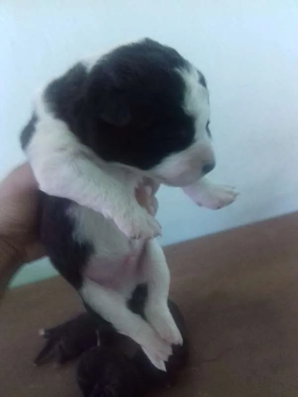 Cachorro ra a Mix idade Abaixo de 2 meses nome Filhotes