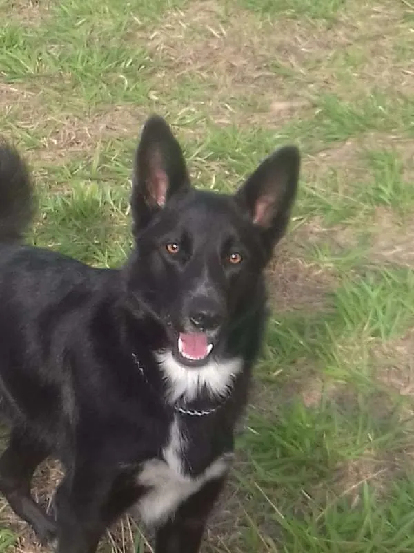 Cachorro ra a Mix idade Abaixo de 2 meses nome Filhotes