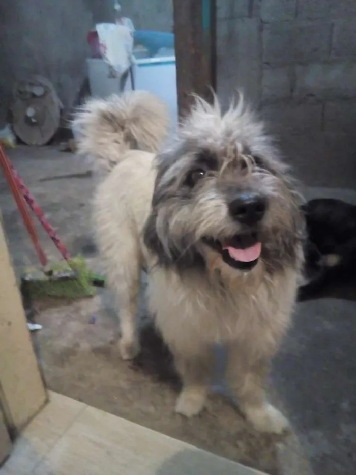 Cachorro ra a Desconhecida idade 3 anos nome Bob