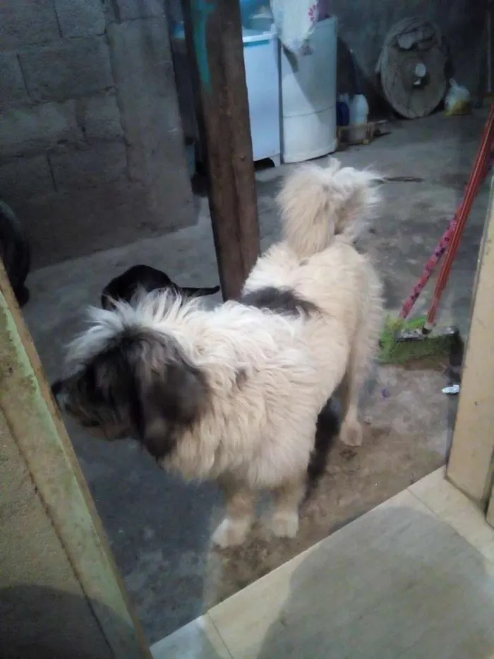 Cachorro ra a Desconhecida idade 3 anos nome Bob
