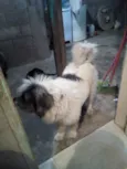 Bob
