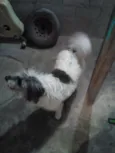 Bob