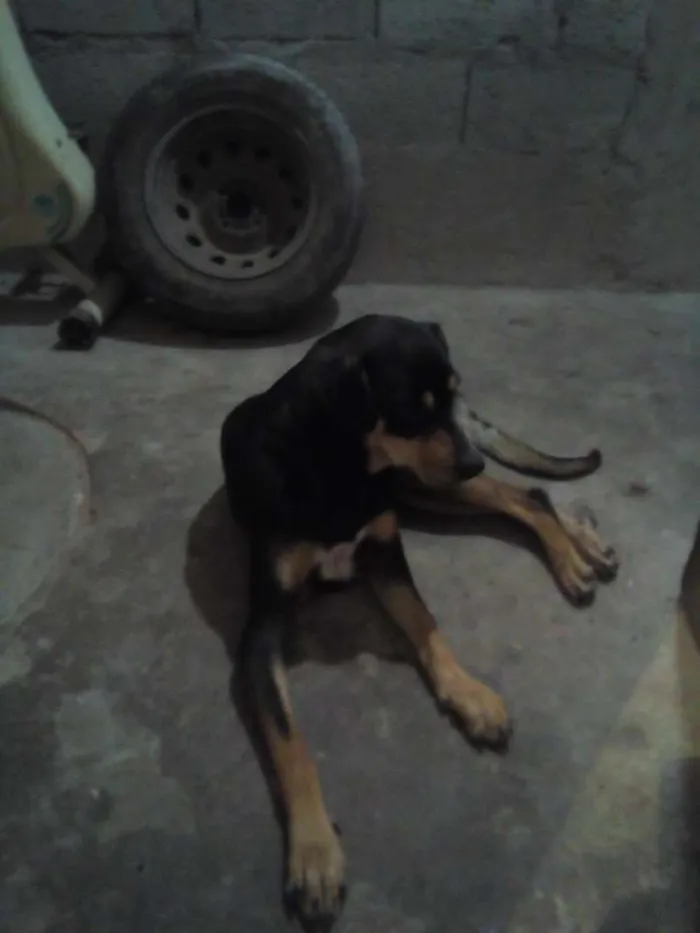 Cachorro ra a Vira Lata idade 2 anos nome Pando