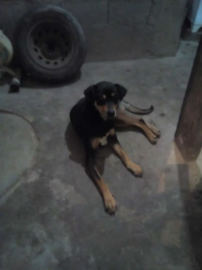 Cachorro ra a Vira Lata idade 2 anos nome Pando