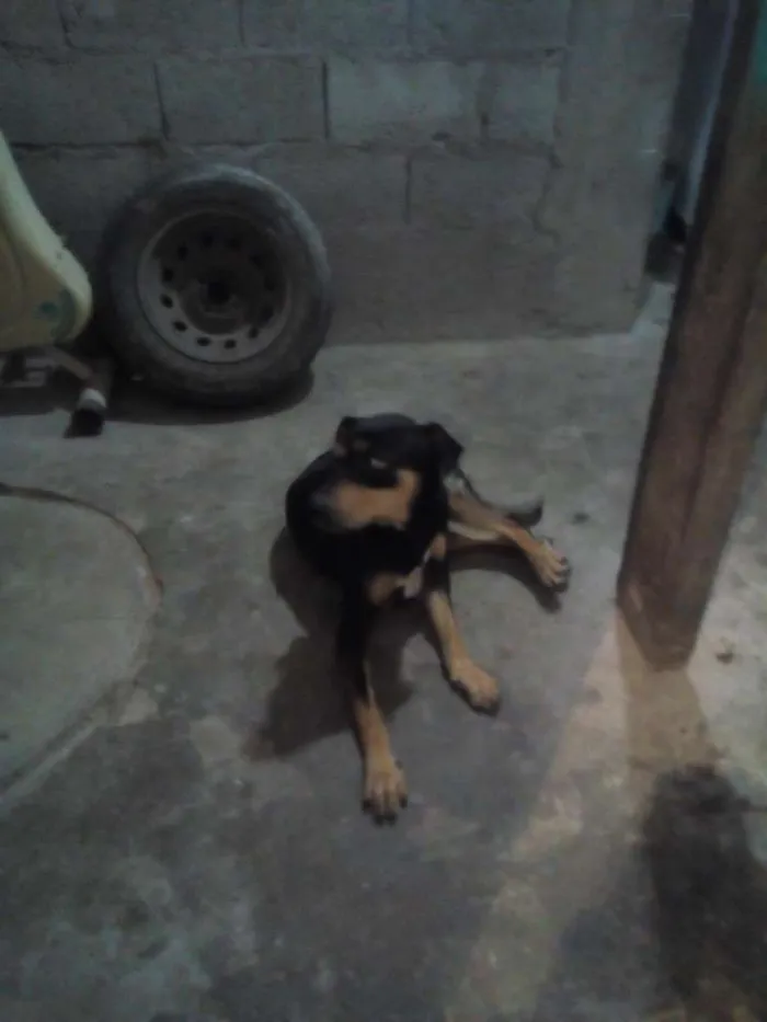 Cachorro ra a Vira Lata idade 2 anos nome Pando