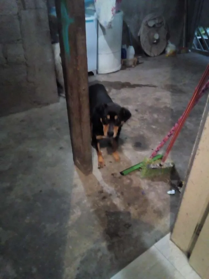 Cachorro ra a Vira Lata idade 2 anos nome Pando