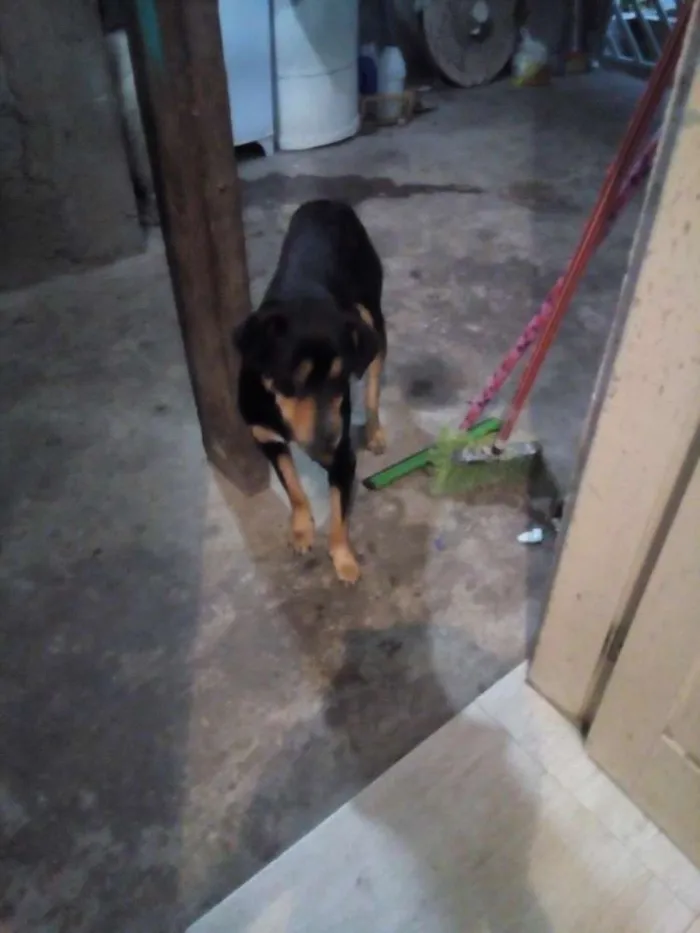 Cachorro ra a Vira Lata idade 2 anos nome Pando