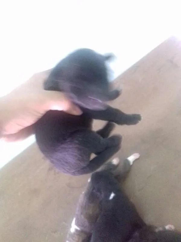 Cachorro ra a Mix idade Abaixo de 2 meses nome Filhotes