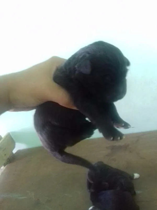 Cachorro ra a Mix idade Abaixo de 2 meses nome Filhotes