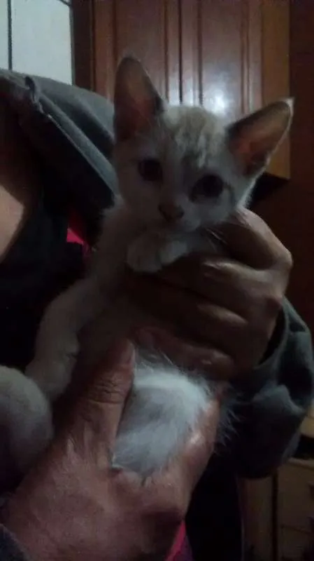 Gato ra a Vira lata idade 2 a 6 meses nome Sem nome