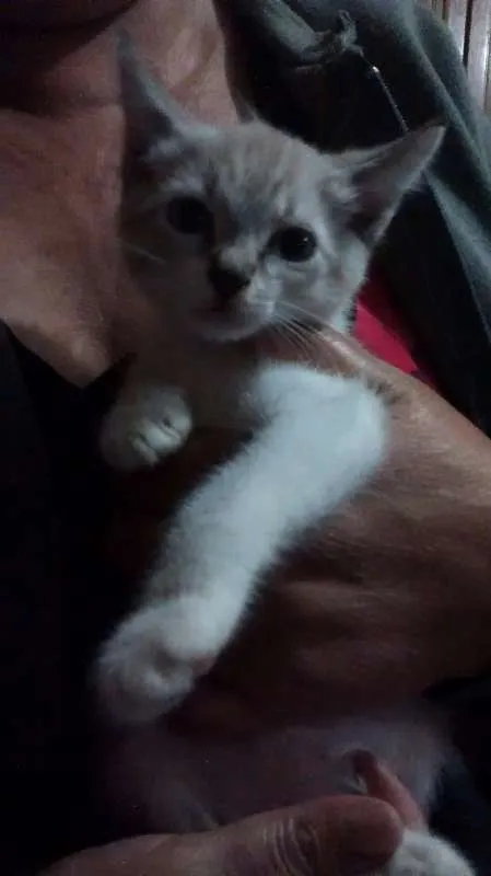 Gato ra a Vira lata idade 2 a 6 meses nome Sem nome