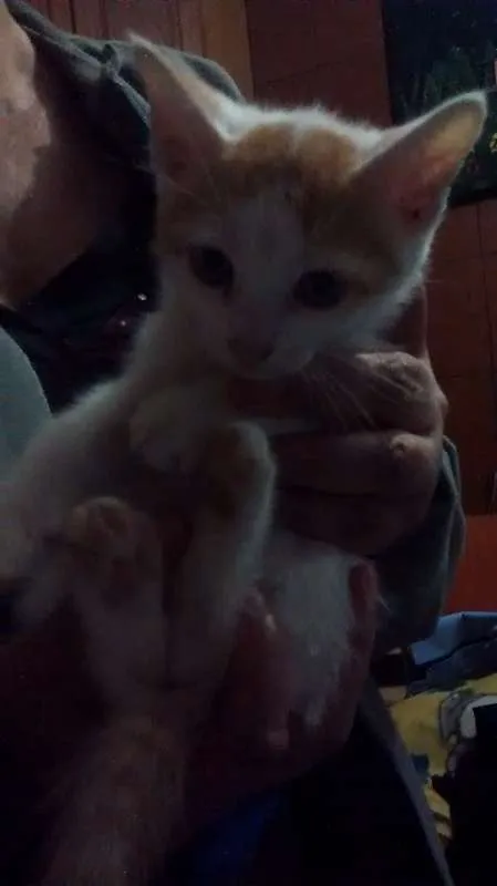 Gato ra a Vira lata idade 2 a 6 meses nome Sem nome