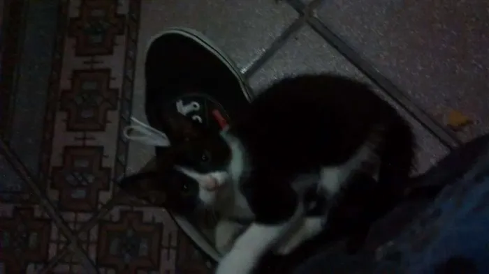 Gato ra a Vira lata idade 2 a 6 meses nome Sem nome