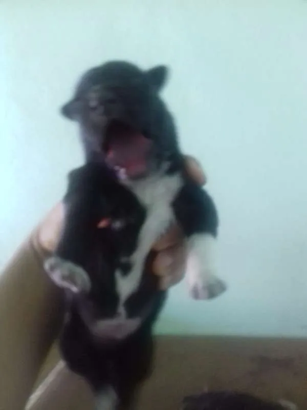 Cachorro ra a Mix idade Abaixo de 2 meses nome Filhotes
