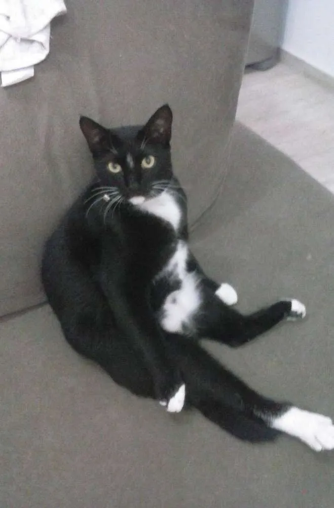 Gato ra a  idade 2 anos nome Tiffanny 