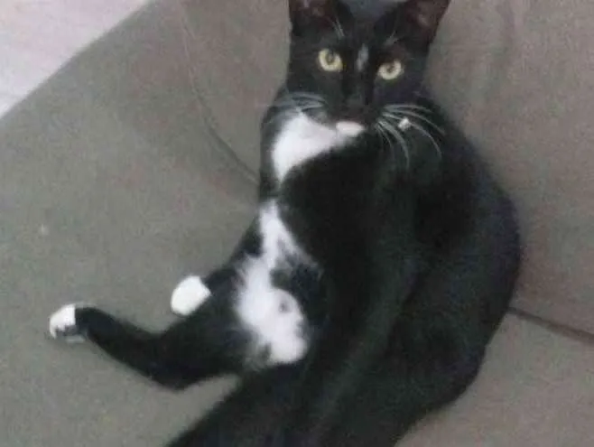 Gato ra a  idade 2 anos nome Tiffanny 