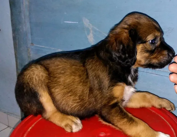 Cachorro raça Srd idade 2 a 6 meses nome A definir