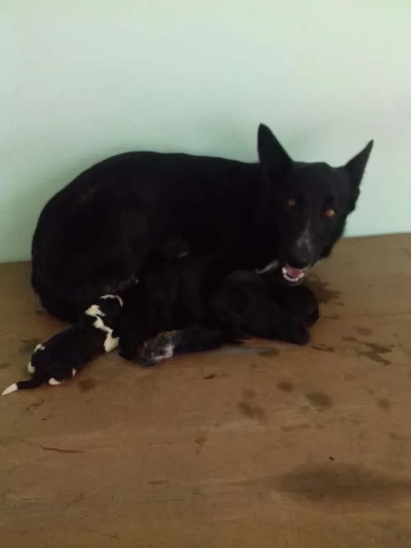 Cachorro ra a Mix idade Abaixo de 2 meses nome Filhotes