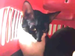 Gato raça  idade 7 a 11 meses nome Lica e Lilica