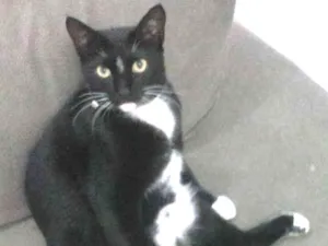 Gato raça  idade 2 anos nome Tiffanny 