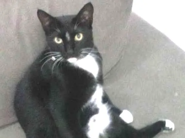 Gato ra a  idade 2 anos nome Tiffanny 