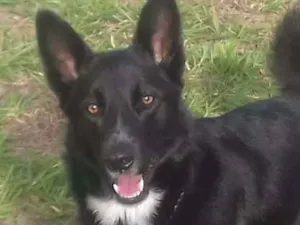 Cachorro raça Mix idade Abaixo de 2 meses nome Filhotes