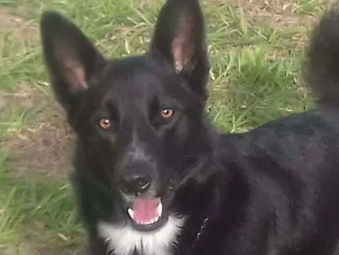 Cachorro ra a Mix idade Abaixo de 2 meses nome Filhotes