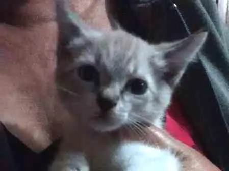 Gato ra a Vira lata idade 2 a 6 meses nome Sem nome