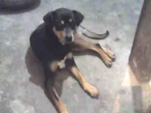 Cachorro raça Vira Lata idade 2 anos nome Pando