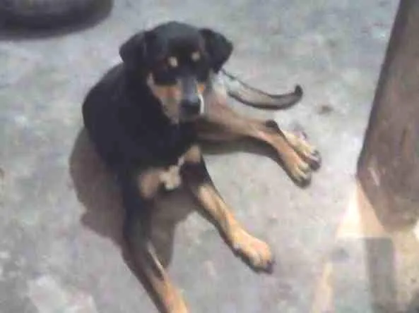 Cachorro ra a Vira Lata idade 2 anos nome Pando