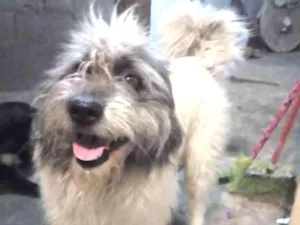 Cachorro raça Desconhecida idade 3 anos nome Bob