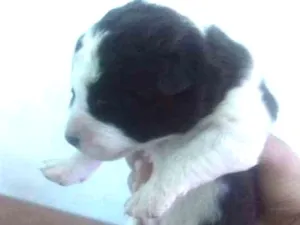 Cachorro raça Mix idade Abaixo de 2 meses nome Filhotes