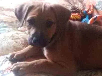 Cachorro ra a SRD idade Abaixo de 2 meses nome Paçoca
