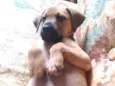 Paçoca