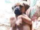Cachorro raça SRD idade Abaixo de 2 meses nome Paçoca