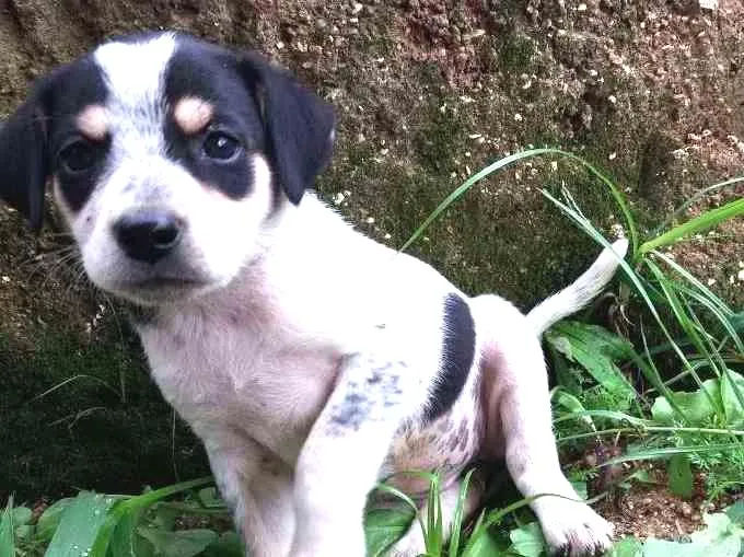 Cachorro ra a SRD idade Abaixo de 2 meses nome Pretinha