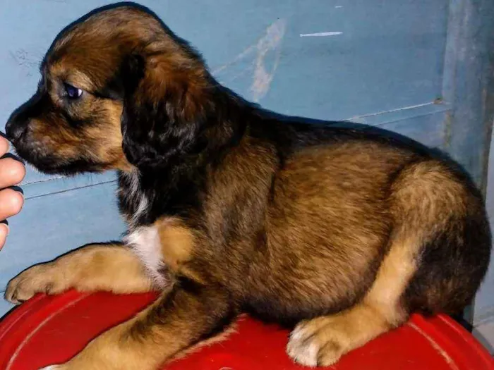 Cachorro raça Srd idade 2 a 6 meses nome A definir