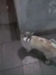 Sammy