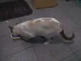 Sammy