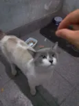 Sammy